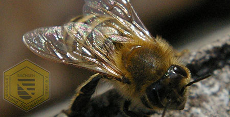 Bee together – gemeinsam für ein Bienenhaus