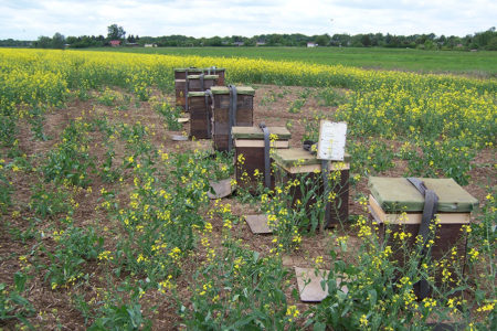 Bienenbeute Standort