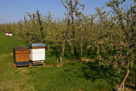 Bienenbeute Standort